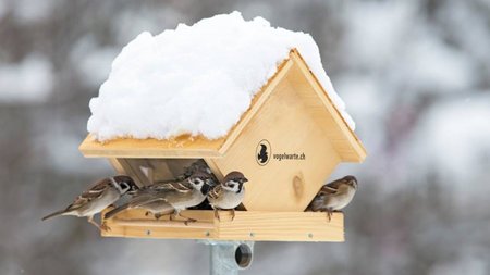 Futterstation für Vögel selber bauen