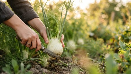 Saisonales Gemüse zum selber Pflücken