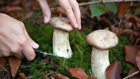 Pilz-Saison in der Region